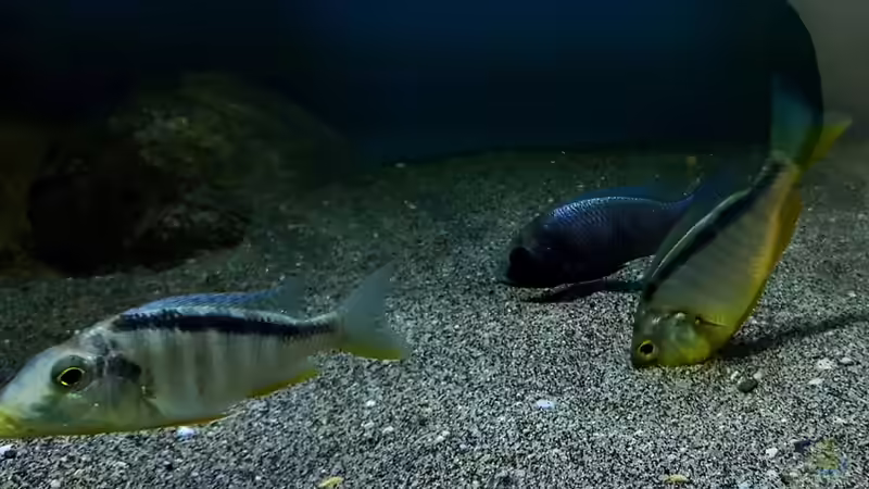 Taeniolethrinops furcicauda von Limited (23)