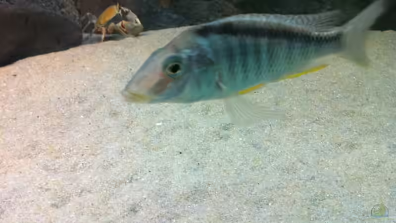 Aquarien mit Taeniolethrinops furcicauda