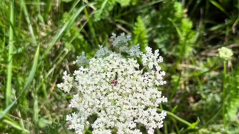 Täuschend echt: Wie Pflanzen mit raffinierten Tricks Insekten anlocken
