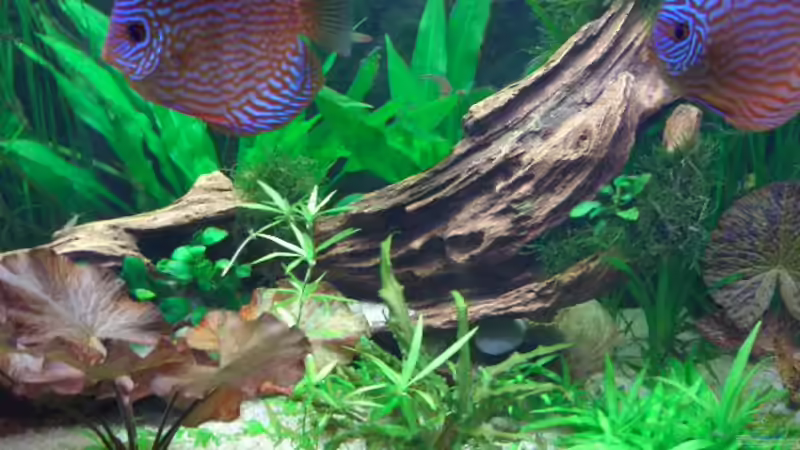 Täuschend echte Plastikwurzel 29.06.05 von Robert Ellinger (9)