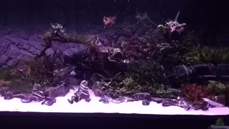 Tag: 019 - Sonnenuntergang - rechts von Vancouver2010 (50)