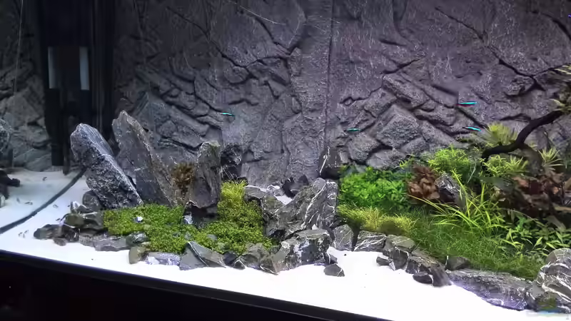 Tag: 020 - links von Vancouver2010 (60)