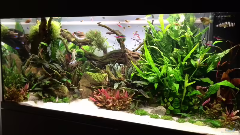 Tag: 045 von Vancouver2010 (12)