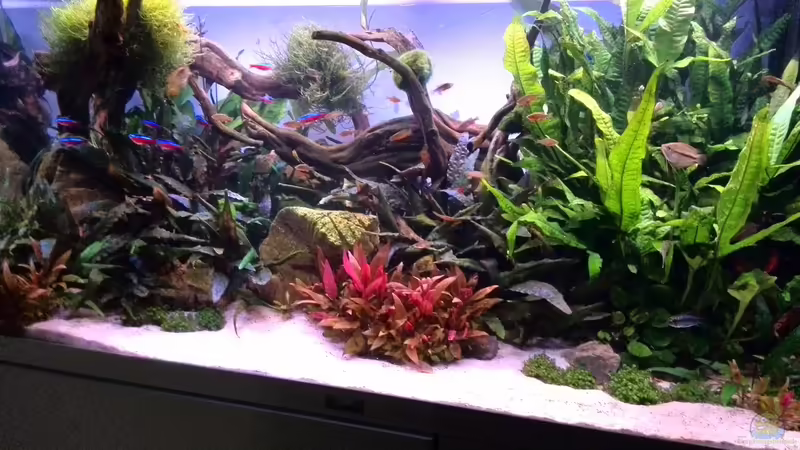 Tag: 062 - Beginn der Abendbeleuchtung von Vancouver2010 (14)