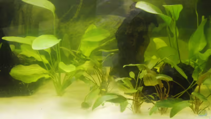 Tag 1 nach Befüllen von aweha (3)