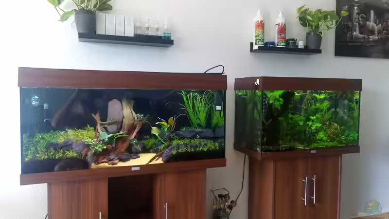 Tag 1 nach dem befüllen des Aquariums von David Schneider Aquaristik (8)