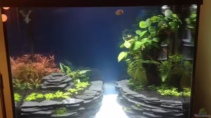 Tag 10 die Mooskugeln sind wieder entfernt, die Angst vor Fadenalgen zu gross. von Andreas Glingener (17)