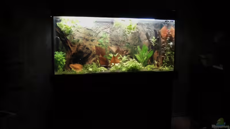 Tag 11 nach einrichten von Fischkopp83 (11)