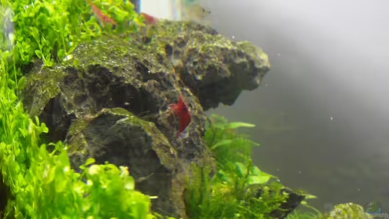 TAG 12 von Intershrimpview (10)