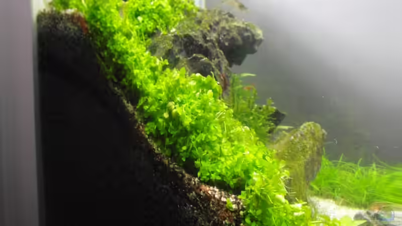 TAG 12 von Intershrimpview (11)