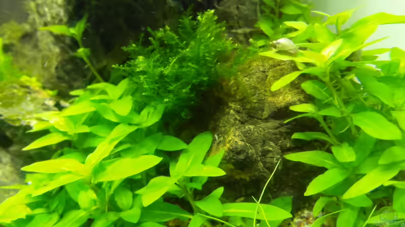 TAG 12 von Intershrimpview (21)