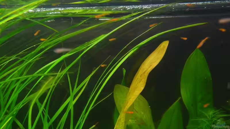 Tag 13 nach dem Schlupf von Torsten Franke (23)