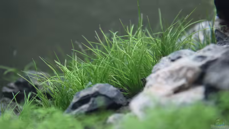 Tag 14 - Eleocharis aclucularis ´Mini´ von X-Rayminator (20)