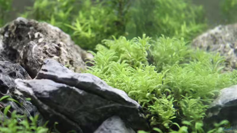 Tag 14 - Pogostemon helferi von X-Rayminator (19)