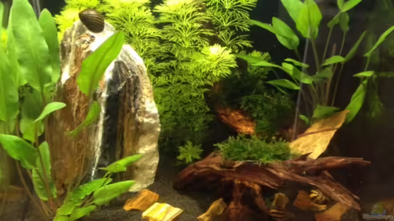 Tag 20 von cybershark (1)