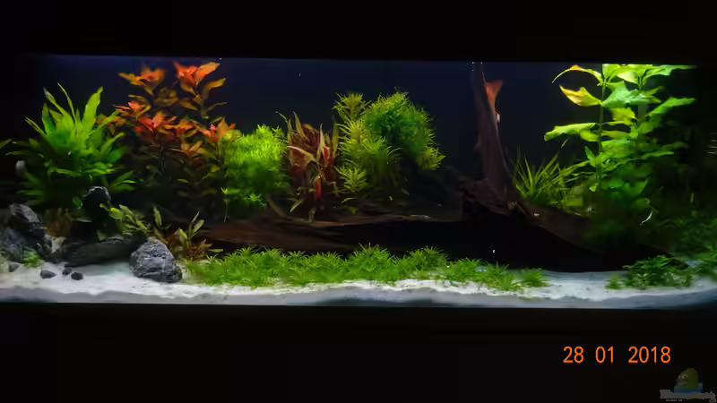 Tag 21: Pflanzen wachsen prächtig. Verschiedene Garnelen wurden eingesetzt. von Aqua-Josh (5)