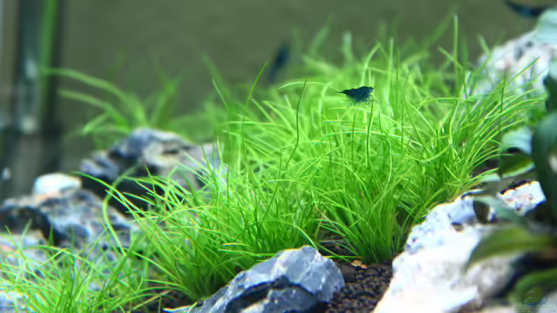 Tag 26 - Den Garnelen gefällt das ´Gras´ von X-Rayminator (25)