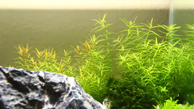 Tag 26 - Der kommende ´Sonnenaufgang´ von X-Rayminator (26)