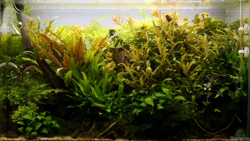 Tag 268 - zugewuchert nach dem Weihnachtsurlaub von Micha... (17)