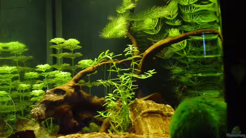 Tag 4 von Sailfish (3)