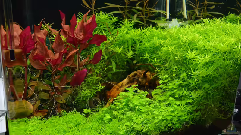 Tag 50. und fleißigem gärtnern! von Silvi (4)