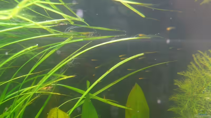 Tag 6 nach dem Schlupf von Torsten Franke (22)