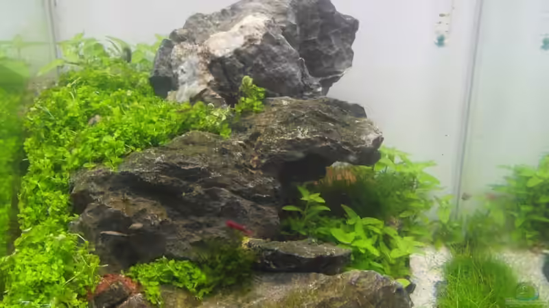 TAG 8 von Intershrimpview (2)