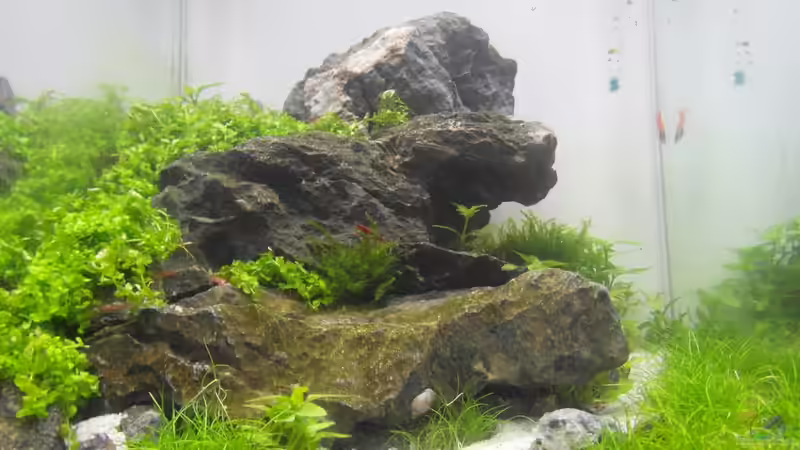 TAG 8 von Intershrimpview (4)