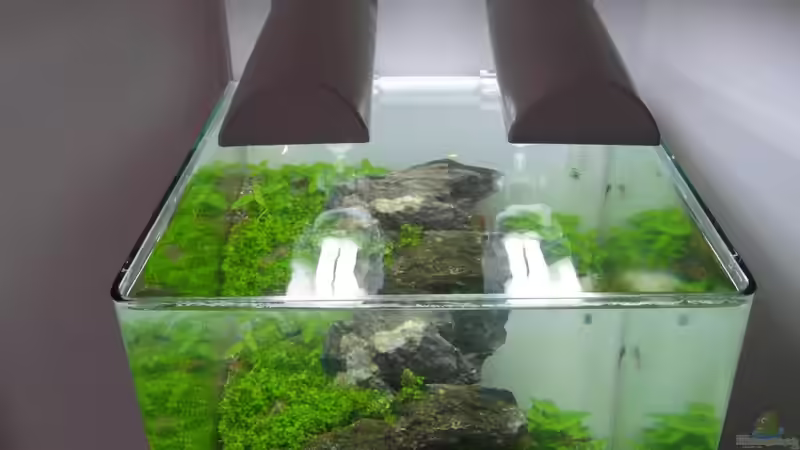 TAG 8 von Intershrimpview (5)