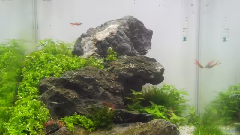 TAG 8 von Intershrimpview (6)