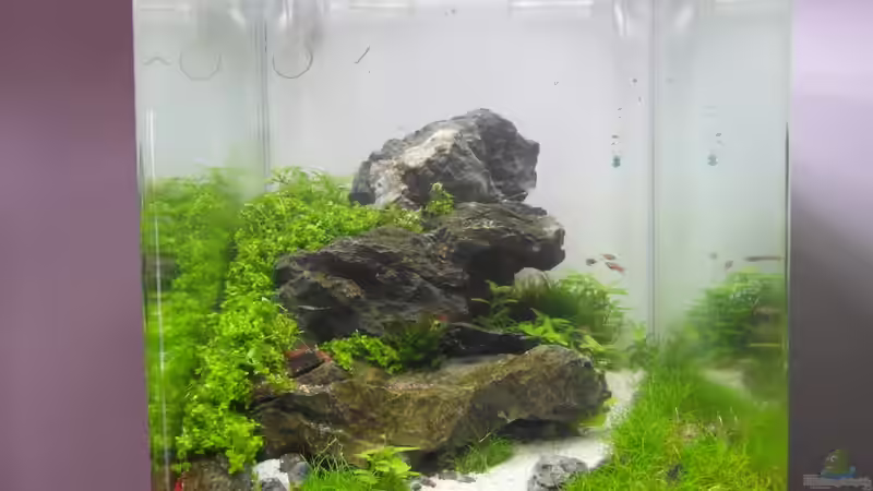 TAG 8 von Intershrimpview (9)