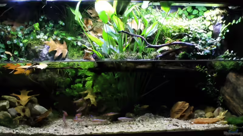 Tag Beleuchtung (19.09.2013) von die Perle... (2)