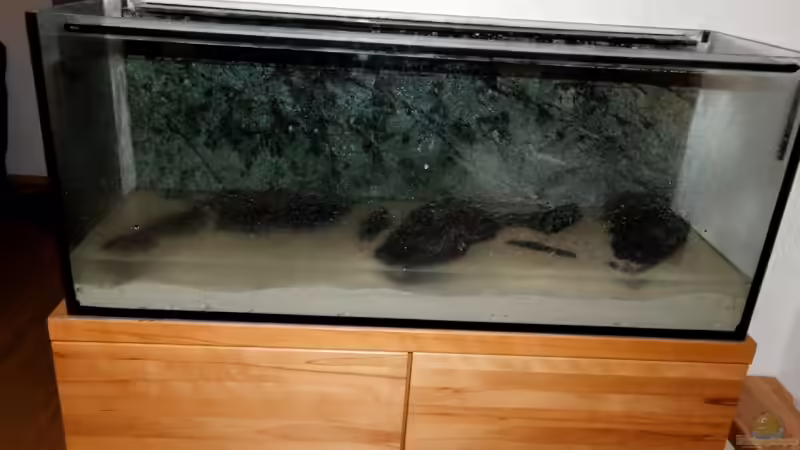 Tag der Beckeneinrichtung - Styroporplatte, unterste Steine und Sand drin von Felsenjunkie (2)