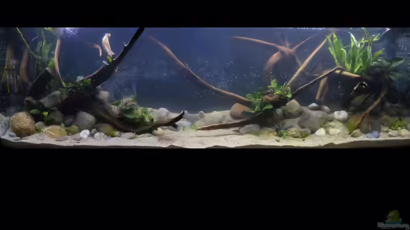 Tag der Einrichtung 26.08.2018 (es fehlen natürlich noch einige Pflanzen) von ~Marco~ (52)