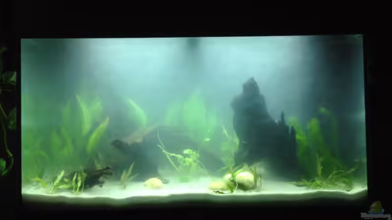 Tag der Einrichtung von Yell0W (2)