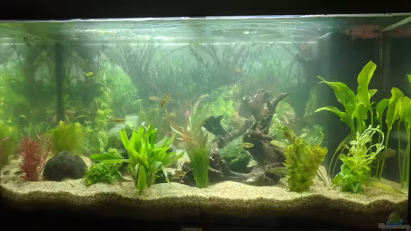 Tag der Pflanzenankunft! (10.06.2020) von Ameisenalex (5)