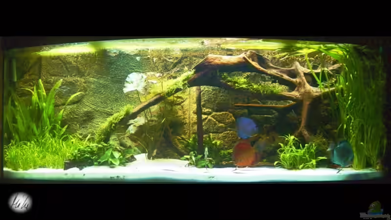 Tag von The_Lizardking (2)