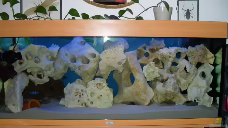 Tages Ansicht von Crashdragon (2)