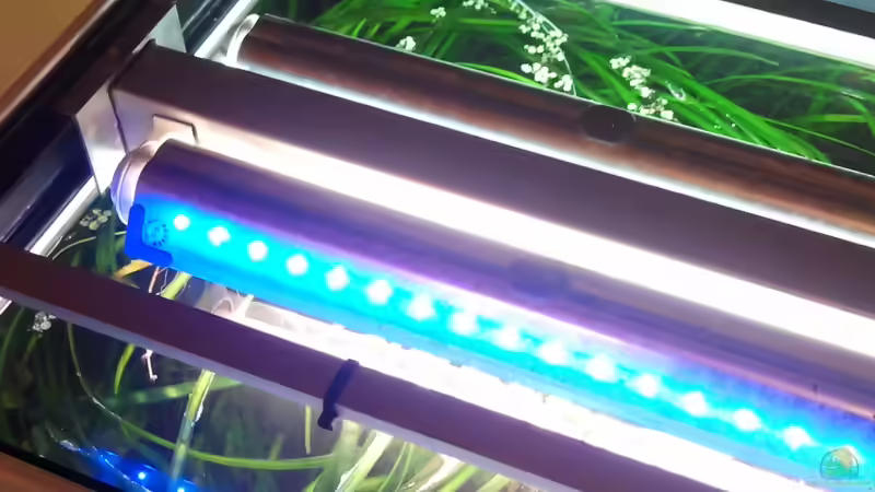 Tageslicht und Mondlicht von Zebraschecke (27)