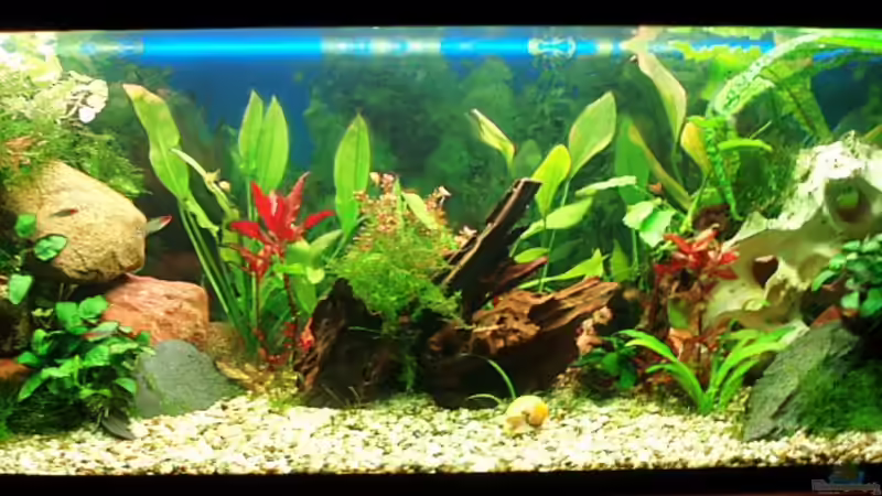 Tageslicht von Jason (28)