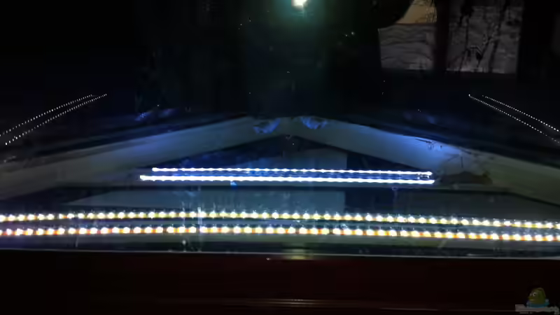 Tageslicht von Snakehead (14)