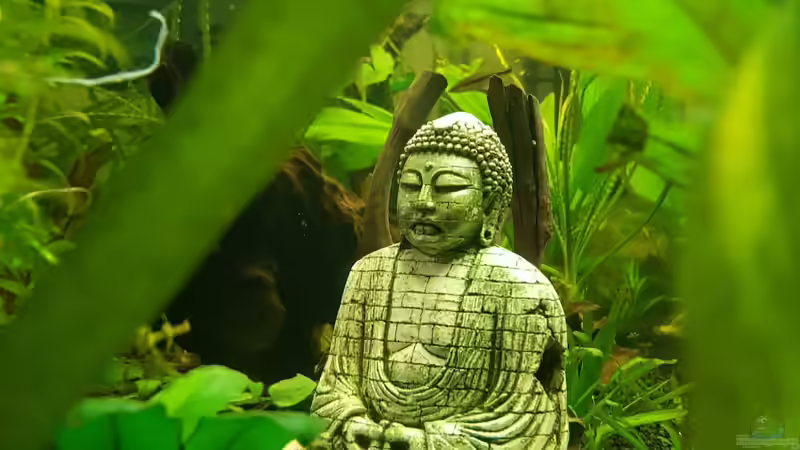 Taglicht- Verweile nicht in der Vergangenheit, träume nicht von der Zukunft. Konzentriere dich auf den gegenwärtigen Moment.  Buddha von Manuela&Mike (21)