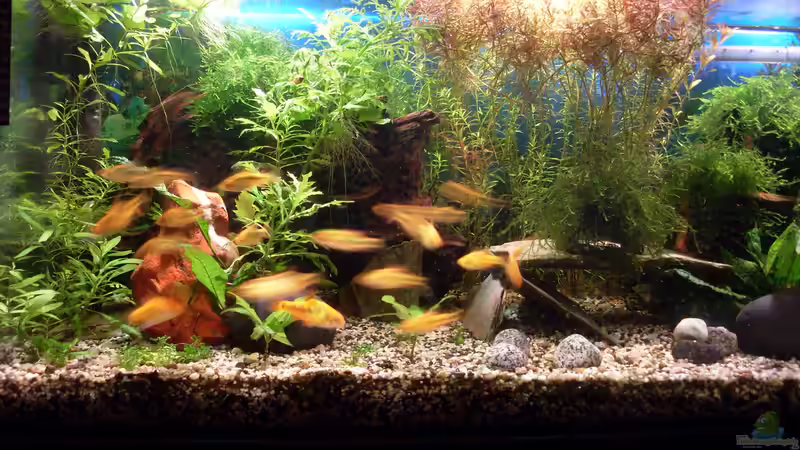 Taglicht von Stefano83 (33)