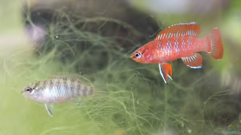 Tags darauf beobachte ich sie beim Ablaichen - davon keine Fotos ;-) von Laufilauf (52)