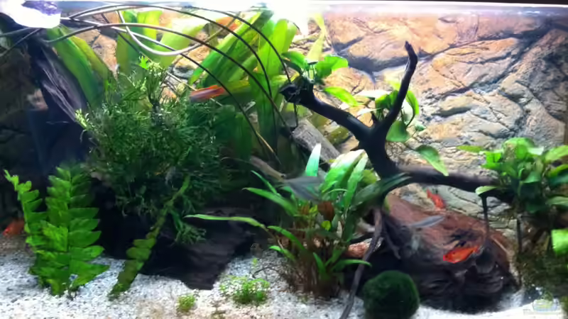 Tagsüber, muss noch viel gemacht werden :( von Aquarianer Rü (2)