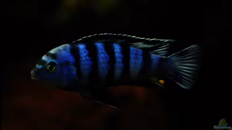 Taiwan Reef , Heimat des Pseudotropheus saulosi !!!