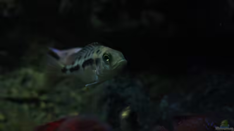 taiwan reef weibchen von skipper1202 (47)