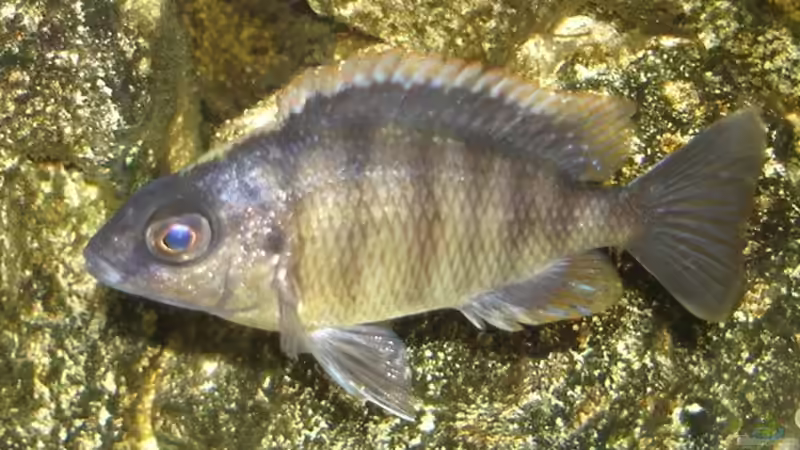 taiwan weibchen von exodus73 (9)