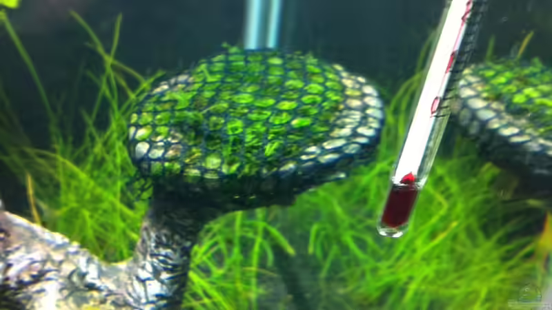 Taiwanmoos aufgebunden von RoZan (22)