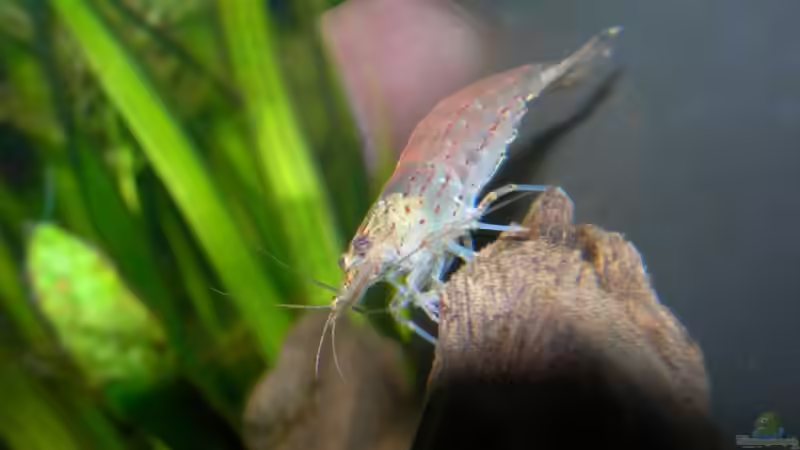 Takashi Amano - Leben und Werk des Meisters der Naturaquaristik